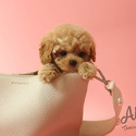 Teacup Toy Maltipoo Puppies For Sale - Rudolph - a Maltipoo puppy
