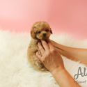 Teacup Toy Maltipoo Puppies For Sale - Rudolph - a Maltipoo puppy