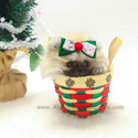 Toy Mini Pomeranian Puppies For Sale - Brownie - a Pomeranian puppy