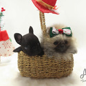 Teacup Mini Pomeranian Puppies For Sale - Brownie - a Pomeranian puppy
