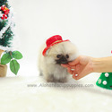Teacup Mini Pomeranian Puppies For Sale - Brownie - a Pomeranian puppy