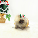 Teacup Mini Pomeranian Puppies For Sale - Brownie - a Pomeranian puppy