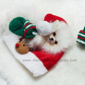 Teacup Mini Pomeranian Puppies For Sale - Angel - a Pomeranian puppy