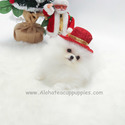 Teacup Mini Pomeranian Puppies For Sale - Angel - a Pomeranian puppy
