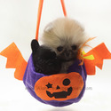 Toy Mini Pomeranian Puppies For Sale - Brownie - a Pomeranian puppy