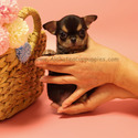 Toy Mini Chihuahua Puppies For Sale - Pie - a Chihuahua puppy