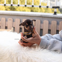 Toy Mini Chihuahua Puppies For Sale - Pie - a Chihuahua puppy