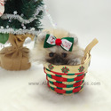 Teacup Mini Pomeranian Puppies For Sale - Brownie - a Pomeranian puppy