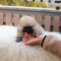 Toy Mini Pomeranian Puppies For Sale - Brownie - a Pomeranian puppy