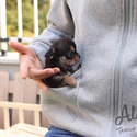Toy Mini Chihuahua Puppies For Sale - Pie - a Chihuahua puppy