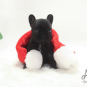Toy Mini French Bulldog Puppies For Sale - Bella - a French Bulldog puppy