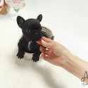 Toy Mini French Bulldog Puppies For Sale - Bella - a French Bulldog puppy