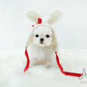 Toy Mini Maltese Puppies For Sale - Minnie - a Maltese puppy