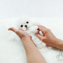 Toy Mini Maltese Puppies For Sale - Minnie - a Maltese puppy