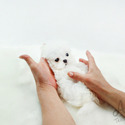 Toy Mini Maltese Puppies For Sale - Minnie - a Maltese puppy