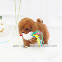 Toy Mini Poodle Puppies For Sale - Toby - a Poodle puppy