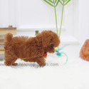 Toy Mini Poodle Puppies For Sale - Toby - a Poodle puppy