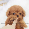 Toy Mini Poodle Puppies For Sale - Toby - a Poodle puppy