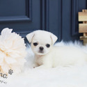 Toy Mini Pug Puppies For Sale - Annabel - a Pug puppy
