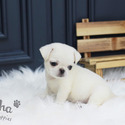 Toy Mini Pug Puppies For Sale - Annabel - a Pug puppy