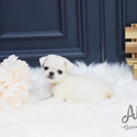 Toy Mini Pug Puppies For Sale - Annabel - a Pug puppy
