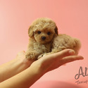 Toy Mini Maltipoo Puppies For Sale - Rudolph - a Malti Poo puppy