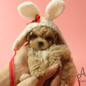 Toy Mini Maltipoo Puppies For Sale - Rudolph - a Malti Poo puppy