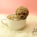 Toy Mini Maltipoo Puppies For Sale - Rudolph - a Malti Poo puppy