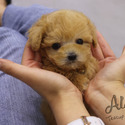 Toy Mini Maltipoo Puppies For Sale - Santa - a Maltipoo puppy