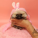 Mini Toy Pomeranian Puppies For Sale - Brownie - a Pomeranian puppy