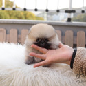 Mini Toy Pomeranian Puppies For Sale - Brownie - a Pomeranian puppy