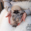 Mini Toy Pomeranian Puppies For Sale - Brownie - a Pomeranian puppy