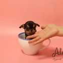 Mini Toy Chihuahua Puppies For Sale - Pie - a Chihuahua puppy