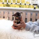 Mini Toy Chihuahua Puppies For Sale - Pie - a Chihuahua puppy