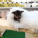 Mini Toy Chihuahua Puppies For Sale - Pie - a Chihuahua puppy