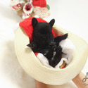 Mini Toy French Bulldog Puppies For Sale - Bella - a French Bulldog puppy