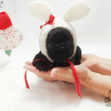 Mini Toy French Bulldog Puppies For Sale - Bella - a French Bulldog puppy