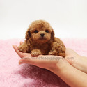 Mini Teacup Red Maltipoo Puppies For Sale - Pudding - a Maltipoo puppy