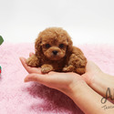 Mini Teacup Red Maltipoo Puppies For Sale - Pudding - a Maltipoo puppy