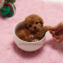 Mini Teacup Red Maltipoo Puppies For Sale - Pudding - a Maltipoo puppy