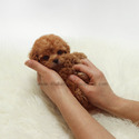 Mini Teacup Red Maltipoo Puppies For Sale - Pudding - a Maltipoo puppy