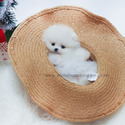 Mini Teacup Pomeranian Puppies For Sale - Bubble - a Pomeranian puppy