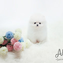 Mini Teacup Pomeranian Puppies For Sale - Bubble - a Pomeranian puppy