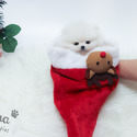 Mini Teacup Pomeranian Puppies For Sale - Bubble - a Pomeranian puppy
