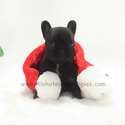 Mini Teacup French Bulldog Puppies For Sale - Bella - a French Bulldog puppy