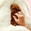 Mini Teacup Poodle Puppies For Sale - Cookie - a Poodle puppy