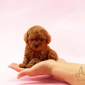 Mini Teacup Poodle Puppies For Sale - Cookie - a Poodle puppy