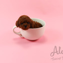 Mini Teacup Poodle Puppies For Sale - Cookie - a Poodle puppy