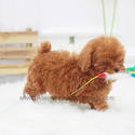 Mini Teacup Poodle Puppies For Sale - Toby - a Poodle puppy