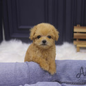 Mini Teacup Maltipoo Puppies For Sale - Santa - a Maltipoo puppy